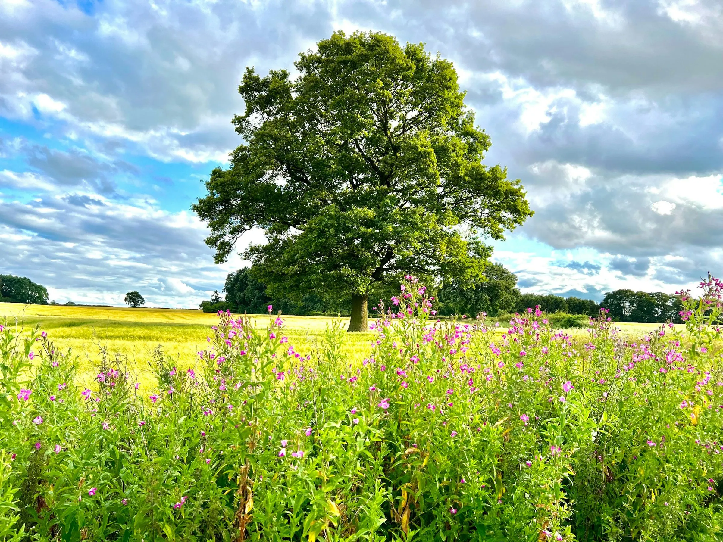 A mature oak tree standing in an English meadow of rosebay willowherb