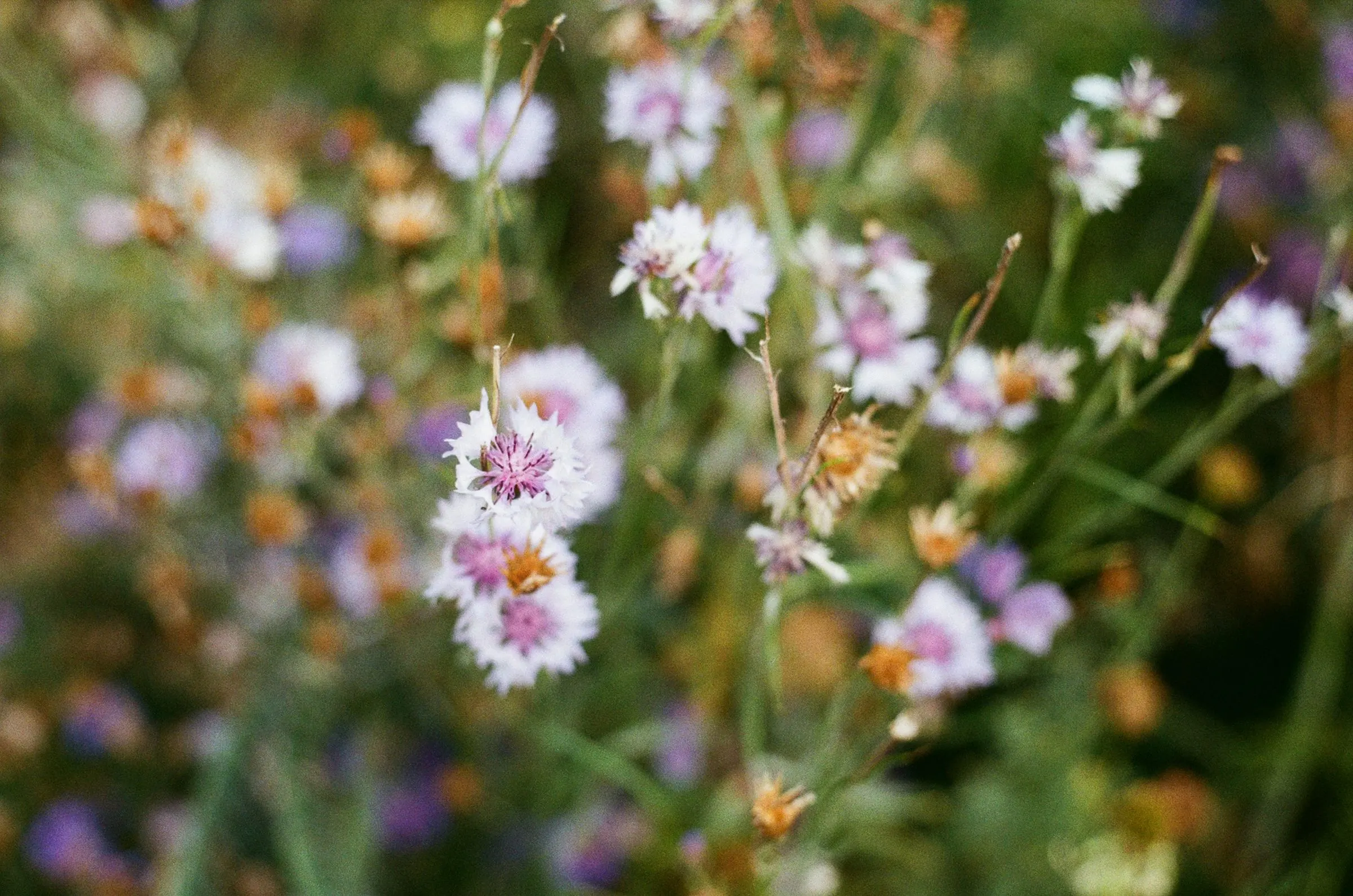 Close view of pink and white wildflowers in a meadow